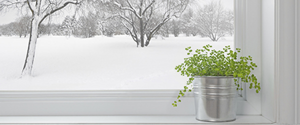 Potted plant by a snowy window)