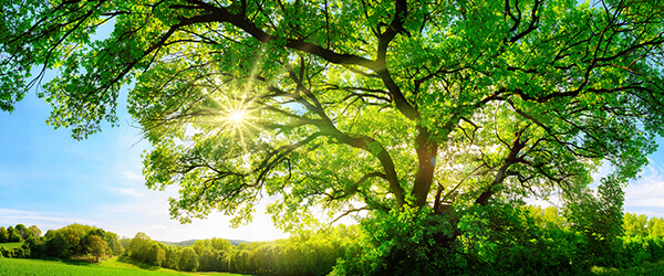 RS.EN.BG Why planting a tree can save you and the earth money_600x250 (2))