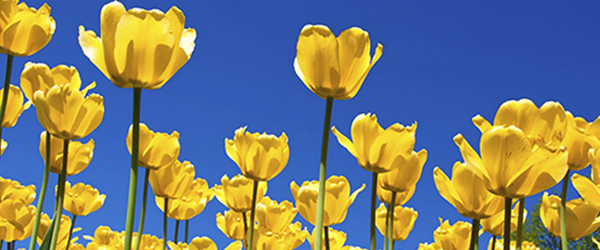 Pretty Yellow Flowers and blue sky)