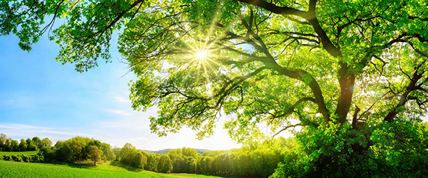 Sun Shining through lush tree